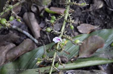 Thekkady, Abrahams Spice Garden, Kardamon_DSC7229_H600